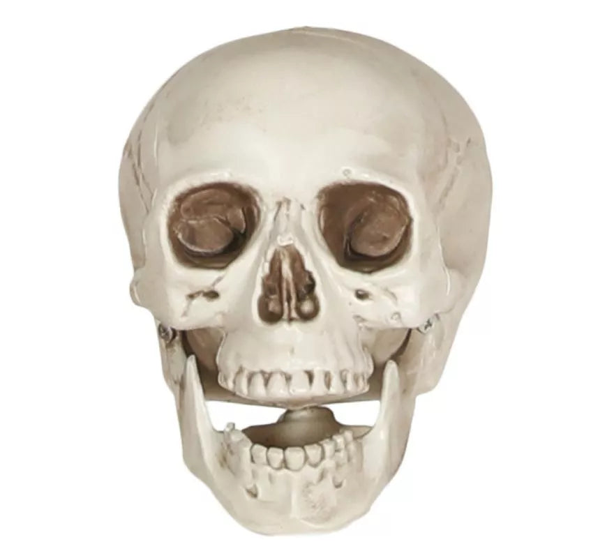 Translation missing: pt-PT.Calavera de 20 cm