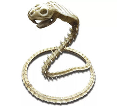 Esqueleto de Cobra 50 cm