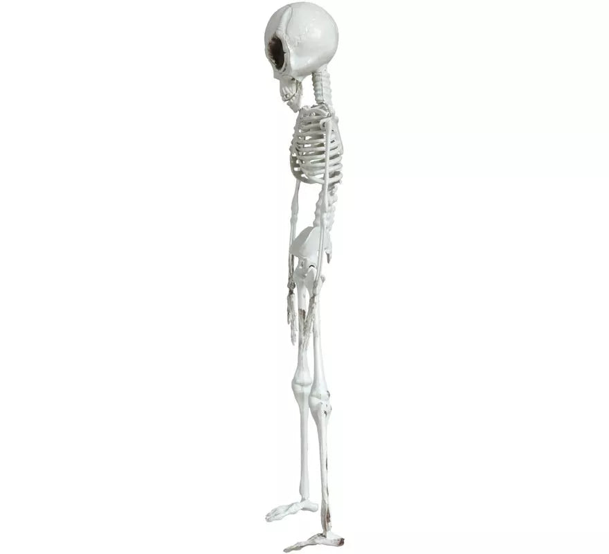 Translation missing: pt-PT.Colgante Esqueleto Alienígena 42 cm