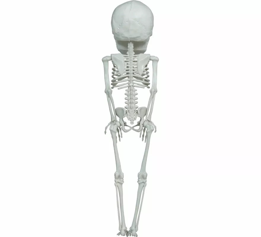 Colgante Esqueleto Cabezón de 40 cm