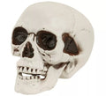 Cráneo o Calavera con Mandíbula Móvil de 28 cm