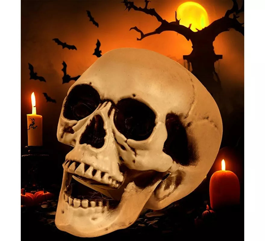 Translation missing: pt-PT.Cráneo o Calavera con Mandíbula Móvil de 28 cm