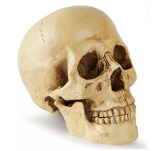Caveira ou Calavera para decoração 17x13x19 cm