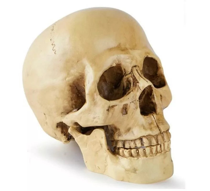 Translation missing: pt-PT.Cráneo o Calavera para decoración de 17x13x19 cm