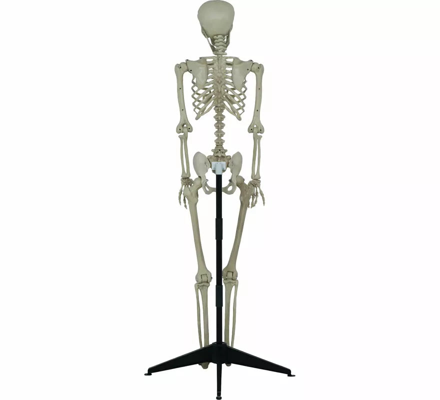 Esqueleto Articulado de 155 cm