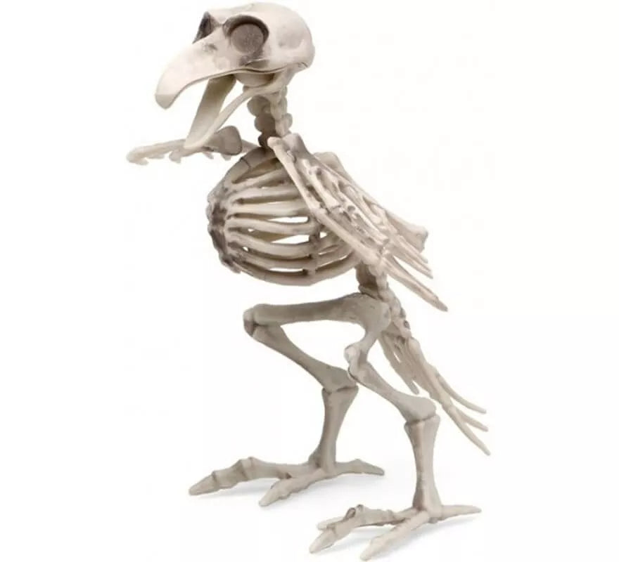 Translation missing: pt-PT.Esqueleto de Pájaro de 19x12 cm