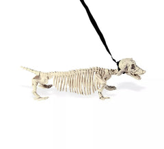 Esqueleto Dachshund na coleira 55cm