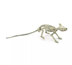 Esqueleto de rato de cauda longa 36 cm