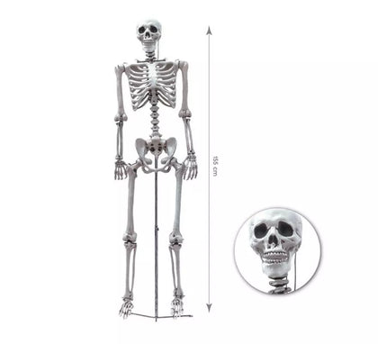 Esqueleto Humano completo de 155 cm