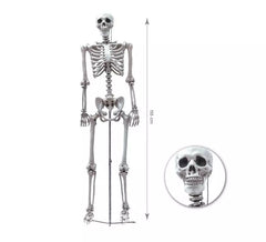 Esqueleto Humano Completo de 155 cm
