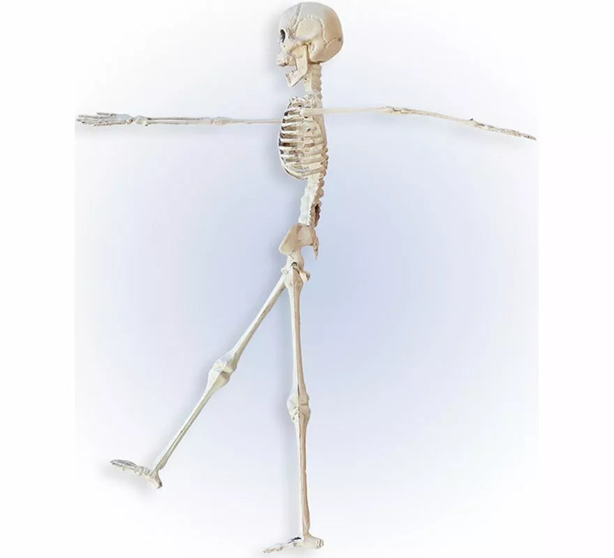 Translation missing: pt-PT.Esqueleto Posable de 40 cm